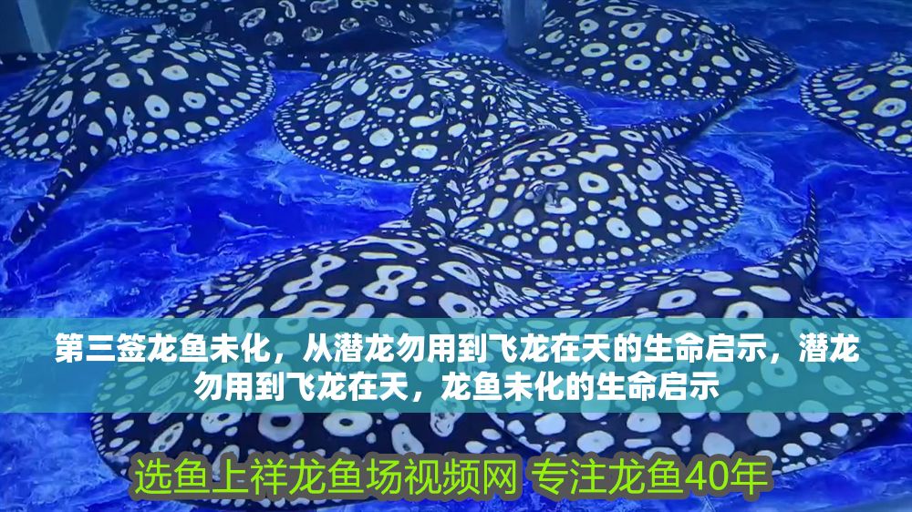 第三簽龍魚未化，從潛龍勿用到飛龍在天的生命啟示，潛龍勿用到飛龍在天，龍魚未化的生命啟示