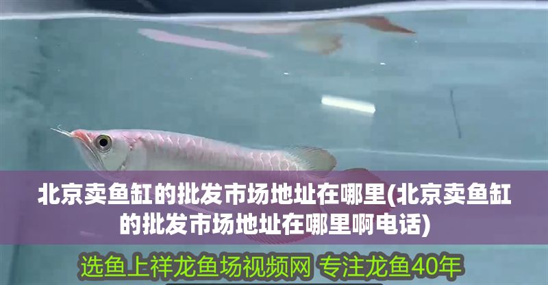 北京賣魚缸的批發市場地址在哪里(北京賣魚缸的批發市場地址在哪里啊電話)