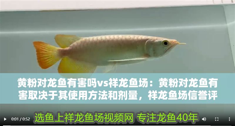 黃粉對龍魚有害嗎vs祥龍魚場：黃粉對龍魚有害取決于其使用方法和劑量，祥龍魚場信譽(yù)評價