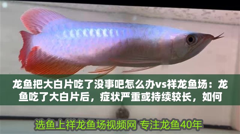 龍魚把大白片吃了沒事吧怎么辦vs祥龍魚場：龍魚吃了大白片后，癥狀嚴重或持續較長，如何預防龍魚誤食大白片