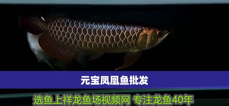元寶鳳凰魚批發