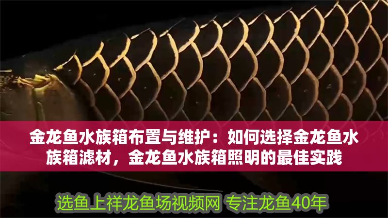 金龍魚水族箱布置與維護(hù)：如何選擇金龍魚水族箱濾材，金龍魚水族箱照明的最佳實(shí)踐