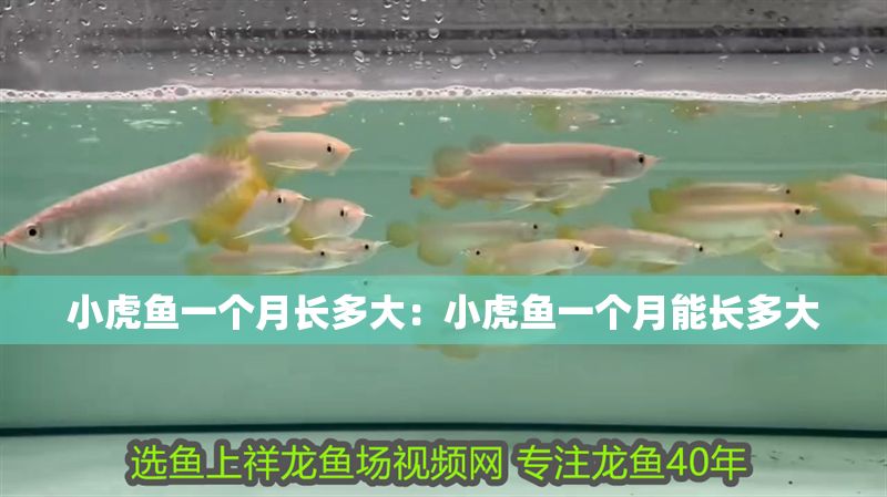 小虎魚一個月長多大：小虎魚一個月能長多大 小虎魚一個月長多大：小虎魚一個月能長多大 虎魚百科 第2張