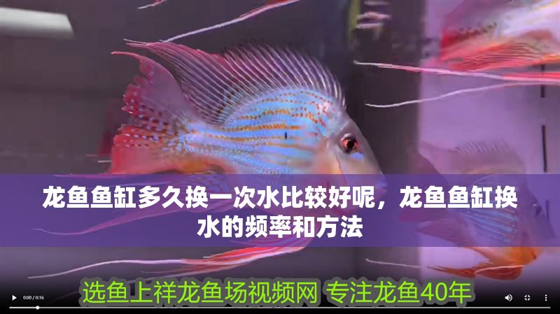 龍魚魚缸多久換一次水比較好呢，龍魚魚缸換水的頻率和方法