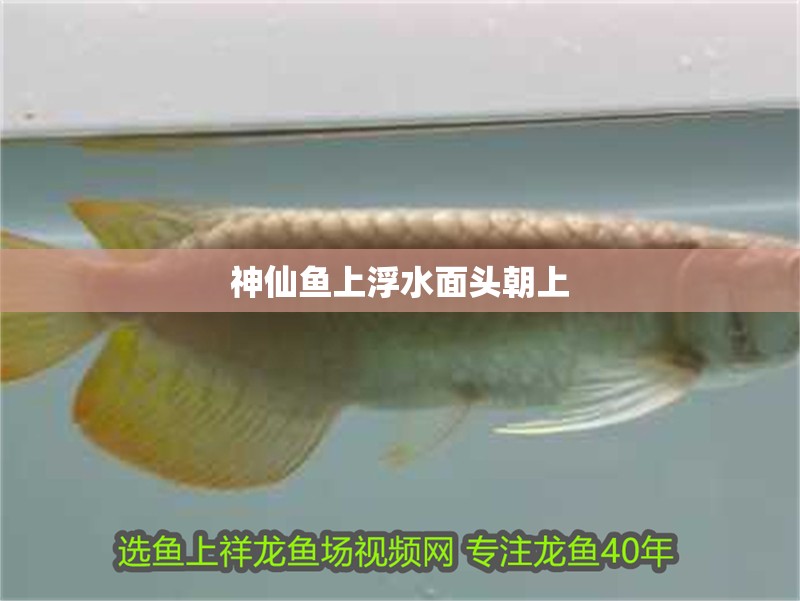神仙魚上浮水面頭朝上