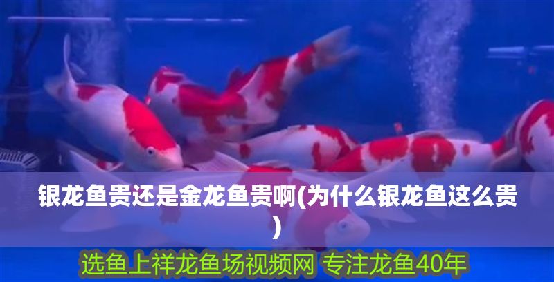 銀龍魚貴還是金龍魚貴啊(為什么銀龍魚這么貴)