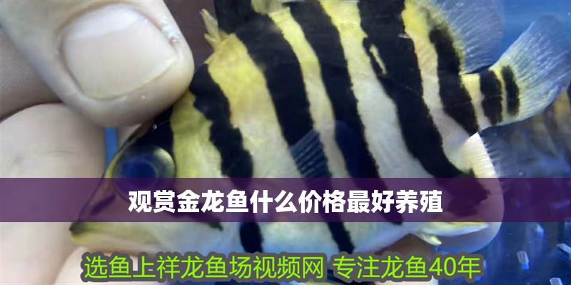 觀賞金龍魚什么價格最好養(yǎng)殖 觀賞金龍魚什么價格最好養(yǎng)殖 龍魚百科 第1張