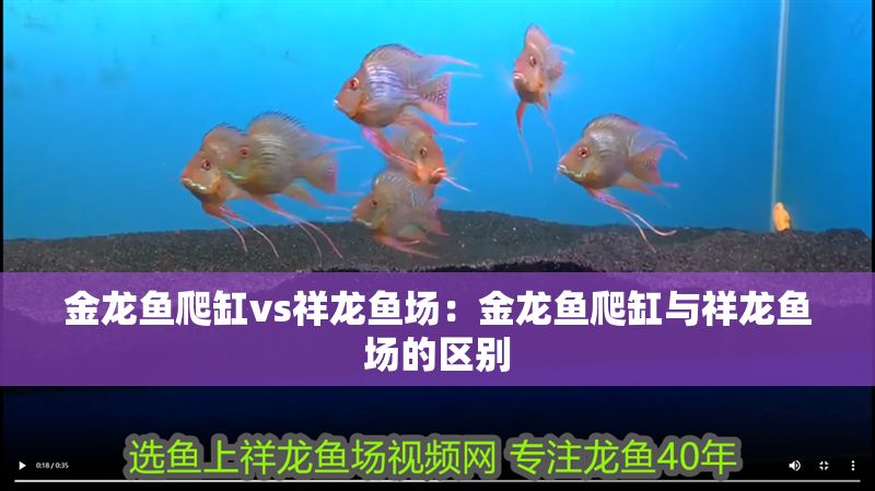 金龍魚爬缸vs祥龍魚場：金龍魚爬缸與祥龍魚場的區別 金龍魚爬缸vs祥龍魚場：金龍魚爬缸與祥龍魚場的區別 vs祥龍魚場 第1張