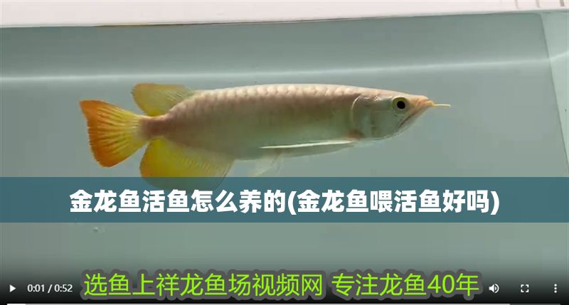 金龍魚活魚怎么養(yǎng)的(金龍魚喂活魚好嗎)