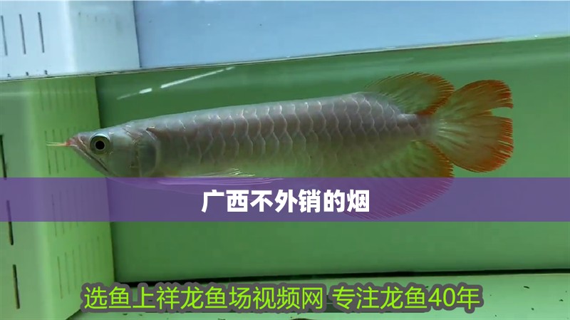 廣西不外銷的煙