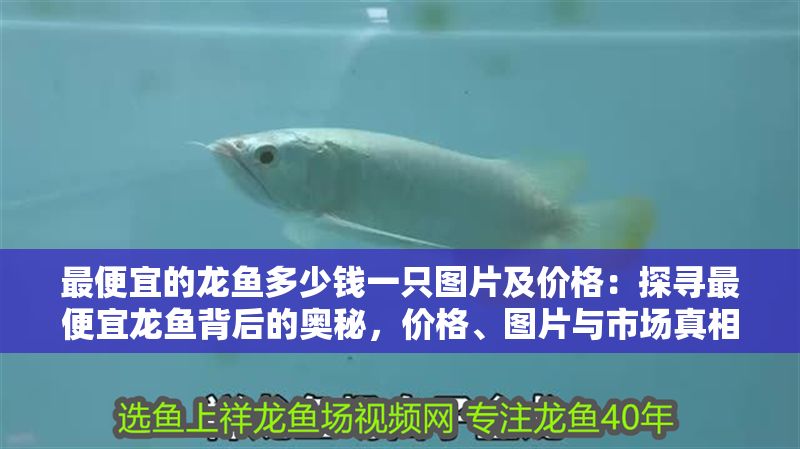 最便宜的龍魚多少錢一只圖片及價格：探尋最便宜龍魚背后的奧秘，價格、圖片與市場真相