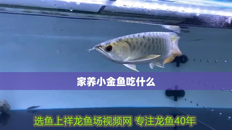 家養(yǎng)小金魚吃什么