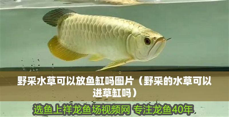野采水草可以放魚缸嗎圖片（野采的水草可以進草缸嗎） 野采水草可以放魚缸嗎圖片（野采的水草可以進草缸嗎） 魚缸百科 第1張
