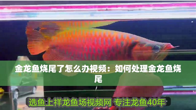 金龍魚燒尾了怎么辦視頻：如何處理金龍魚燒尾
