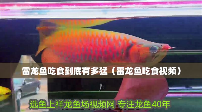 雷龍魚吃食到底有多猛（雷龍魚吃食視頻）
