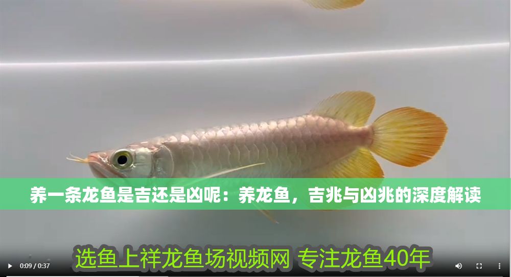 養一條龍魚是吉還是兇呢：養龍魚，吉兆與兇兆的深度解讀