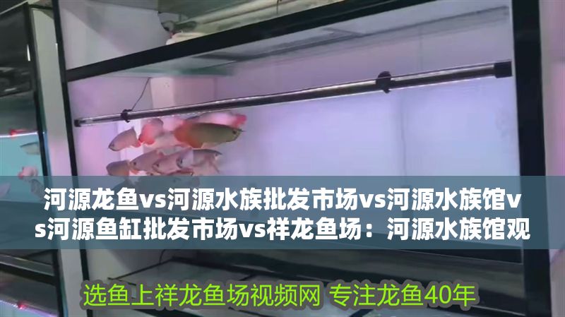河源龍魚vs河源水族批發(fā)市場(chǎng)vs河源水族館vs河源魚缸批發(fā)市場(chǎng)vs祥龍魚場(chǎng)：河源水族館觀賞魚推薦