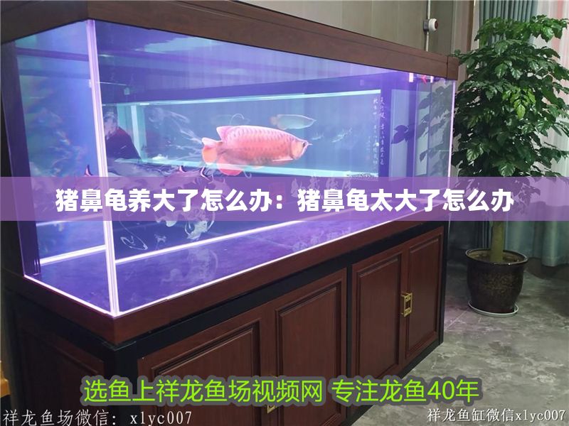 豬鼻龜養大了怎么辦：豬鼻龜太大了怎么辦