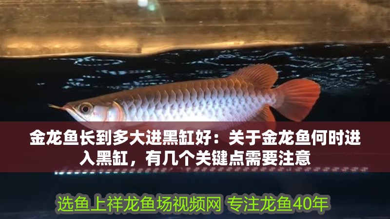金龍魚長到多大進黑缸好：關于金龍魚何時進入黑缸，有幾個關鍵點需要注意 金龍魚長到多大進黑缸好：關于金龍魚何時進入黑缸，有幾個關鍵點需要注意 龍魚百科