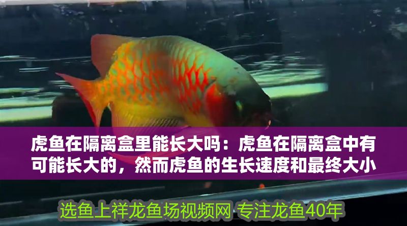 虎魚在隔離盒里能長大嗎:虎魚在隔離盒中有可能長大的,然而虎魚的生長速度和最終大小 虎魚百科 第1張 虎魚在隔離盒里能長大嗎:虎魚在隔離盒中有可能長大的,然而虎魚的生長速度和最終大小 虎魚在隔離盒里能長大嗎:虎魚在隔離盒中有可能長大的,然而虎魚的生長速度和最終大小 虎魚百科 第1張