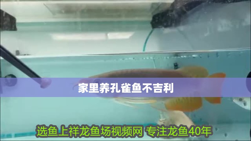 家里養孔雀魚不吉利