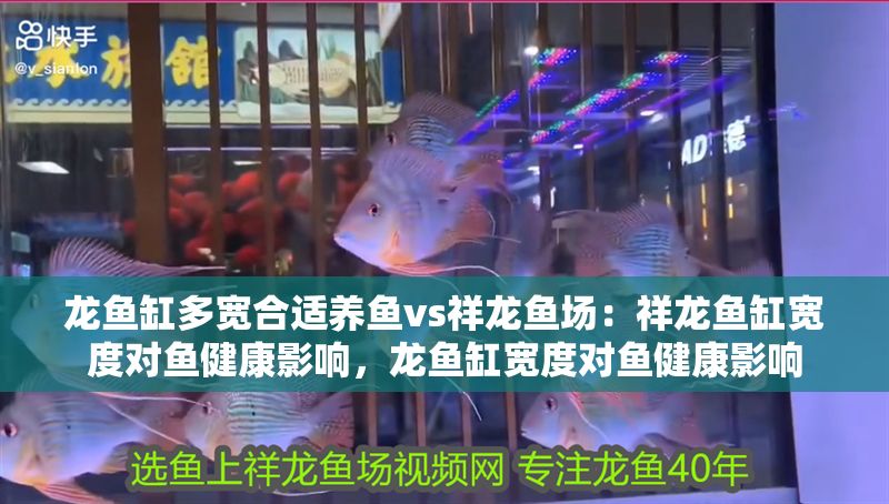 龍魚缸多寬合適養(yǎng)魚vs祥龍魚場：祥龍魚缸寬度對魚健康影響，龍魚缸寬度對魚健康影響 龍魚缸多寬合適養(yǎng)魚vs祥龍魚場：祥龍魚缸寬度對魚健康影響，龍魚缸寬度對魚健康影響 vs祥龍魚場 第1張