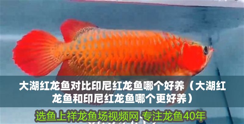大湖紅龍魚對比印尼紅龍魚哪個好養（大湖紅龍魚和印尼紅龍魚哪個更好養）