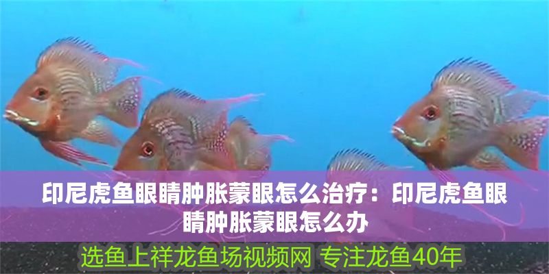印尼虎魚眼睛腫脹蒙眼怎么治療：印尼虎魚眼睛腫脹蒙眼怎么辦