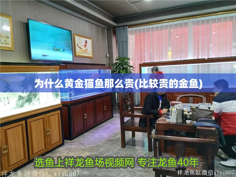 為什么黃金貓魚那么貴(比較貴的金魚)