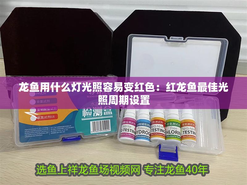 龍魚用什么燈光照容易變紅色：紅龍魚最佳光照周期設置
