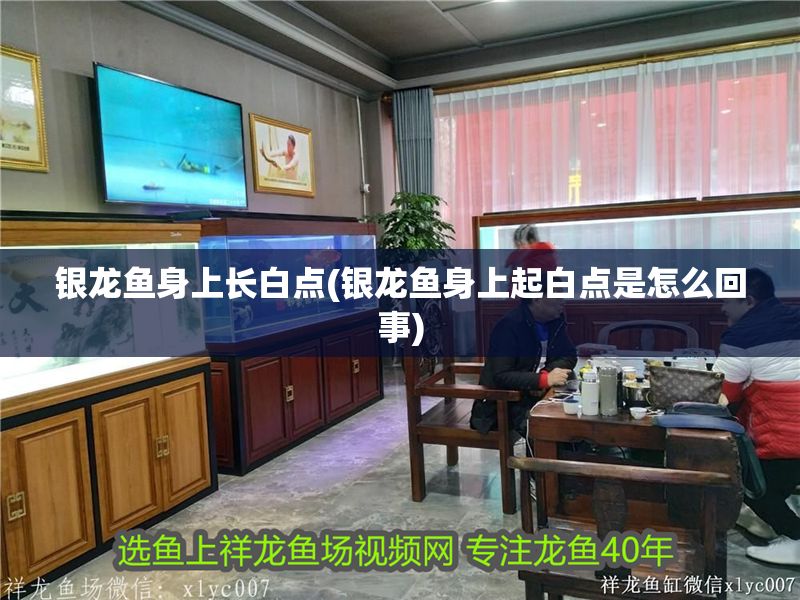 銀龍魚身上長白點(銀龍魚身上起白點是怎么回事) 銀龍魚身上長白點(銀龍魚身上起白點是怎么回事) 銀龍魚百科 第1張