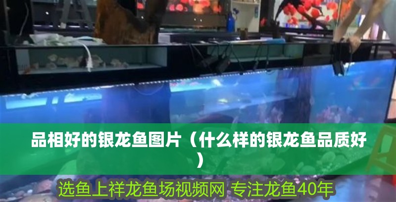 品相好的銀龍魚圖片（什么樣的銀龍魚品質(zhì)好）