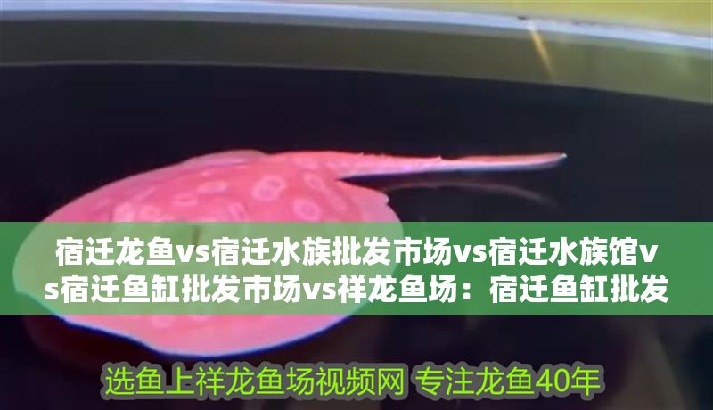 宿遷龍魚vs宿遷水族批發市場vs宿遷水族館vs宿遷魚缸批發市場vs祥龍魚場：宿遷魚缸批發市場