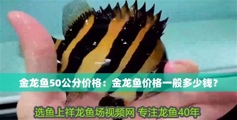 金龍魚50公分價格：金龍魚價格一般多少錢？