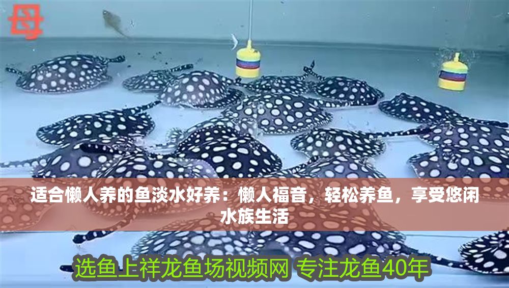 詳細閱讀:適合懶人養(yǎng)的魚淡水好養(yǎng):懶人福音,輕松養(yǎng)魚,享受悠閑水族生活 適合懶人養(yǎng)的魚淡水好養(yǎng):懶人福音,輕松養(yǎng)魚,享受悠閑水族生活