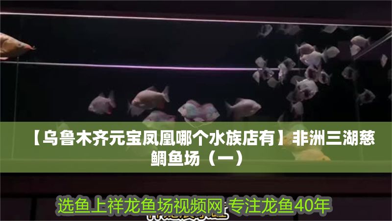 【烏魯木齊元寶鳳凰哪個水族店有】非洲三湖慈鯛魚場（一）