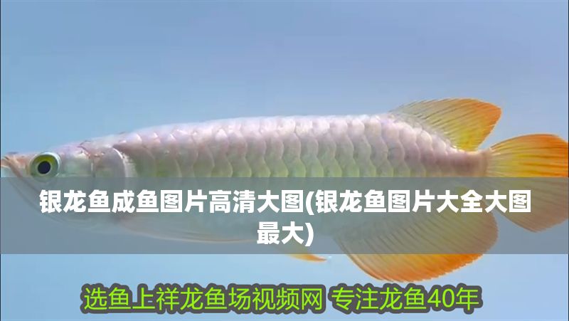 銀龍魚成魚圖片高清大圖(銀龍魚圖片大全大圖最大)