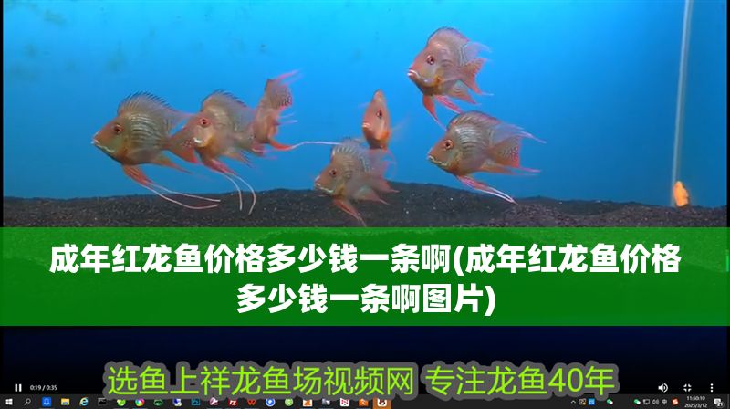 成年紅龍魚價格多少錢一條啊(成年紅龍魚價格多少錢一條啊圖片) 成年紅龍魚價格多少錢一條啊(成年紅龍魚價格多少錢一條啊圖片) 元寶鳳凰魚百科 第1張