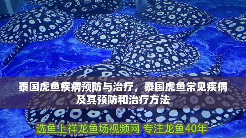 泰國虎魚疾病預(yù)防與治療，泰國虎魚常見疾病及其預(yù)防和治療方法
