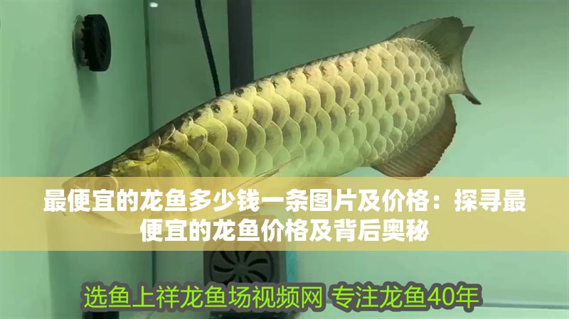 最便宜的龍魚多少錢一條圖片及價格：探尋最便宜的龍魚價格及背后奧秘