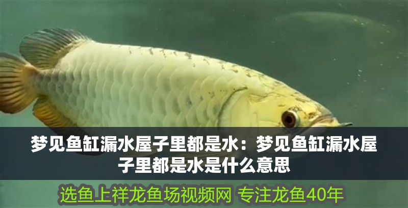 夢見魚缸漏水屋子里都是水：夢見魚缸漏水屋子里都是水是什么意思