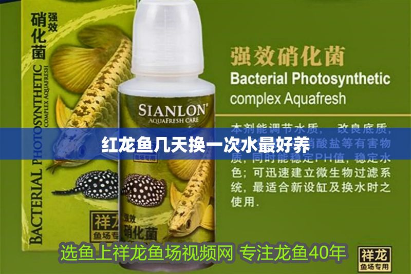 紅龍魚幾天換一次水最好養
