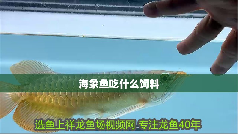 海象魚吃什么飼料 海象魚吃什么飼料 龍魚論壇