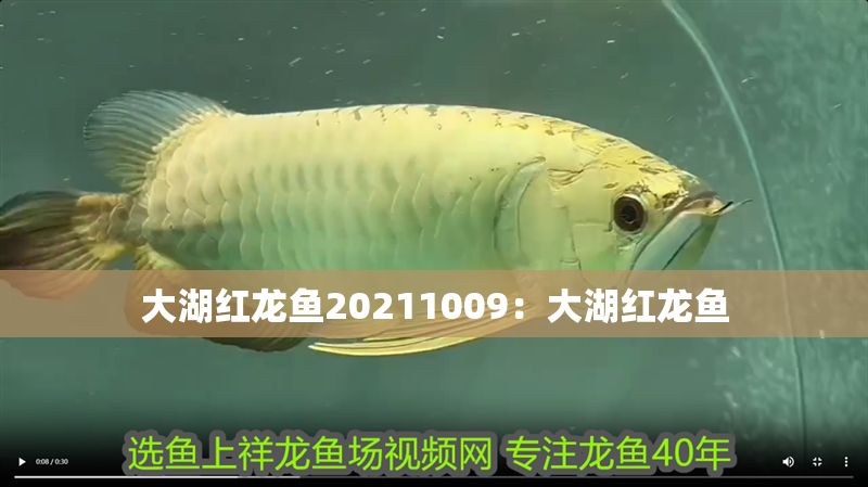 大湖紅龍魚20211009：大湖紅龍魚