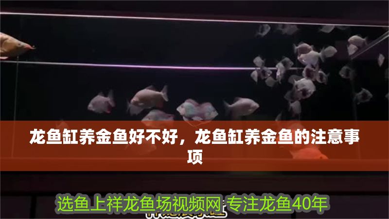 龍魚缸養金魚好不好，龍魚缸養金魚的注意事項 龍魚缸養金魚好不好，龍魚缸養金魚的注意事項 魚缸百科 第2張