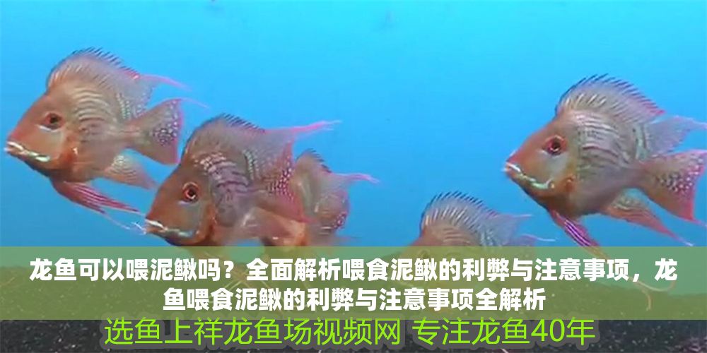 龍魚可以喂泥鰍嗎？全面解析喂食泥鰍的利弊與注意事項，龍魚喂食泥鰍的利弊與注意事項全解析