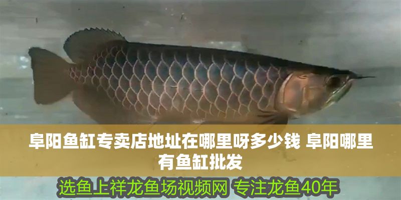 阜陽魚缸專賣店地址在哪里呀多少錢 阜陽哪里有魚缸批發