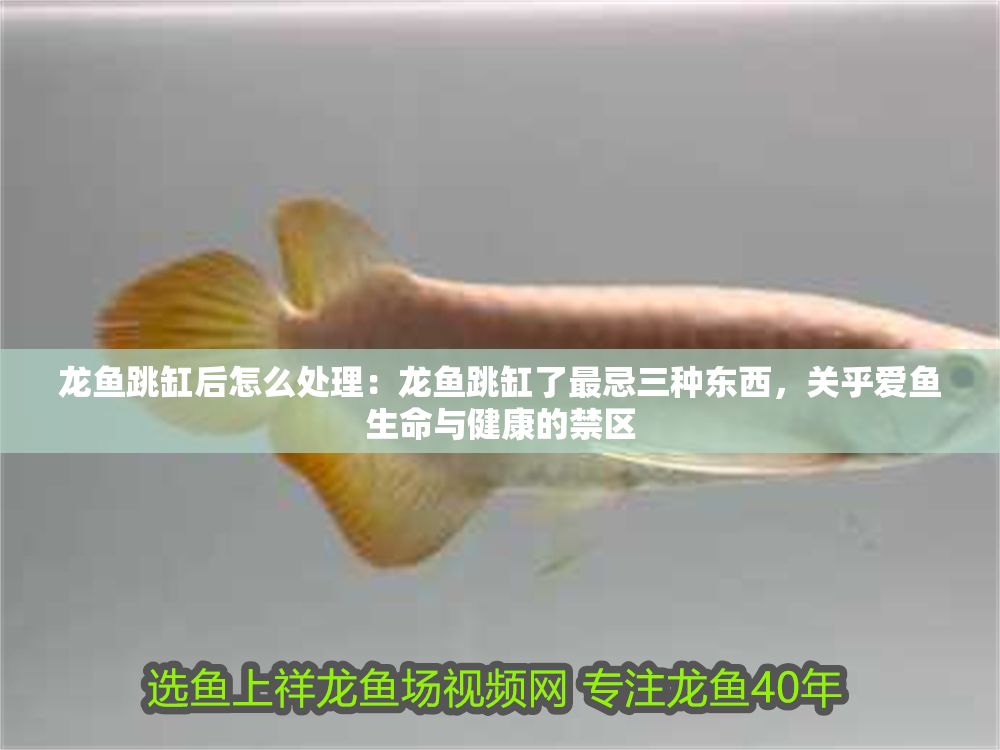 龍魚跳缸后怎么處理：龍魚跳缸了最忌三種東西，關乎愛魚生命與健康的禁區