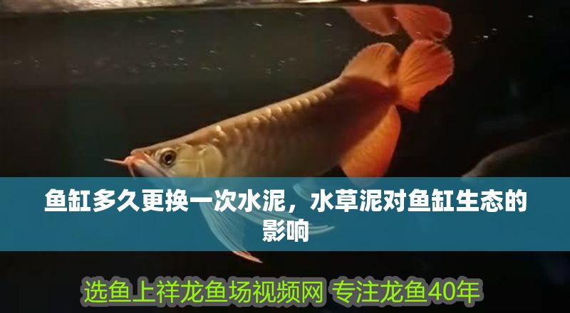 魚缸多久更換一次水泥，水草泥對魚缸生態的影響