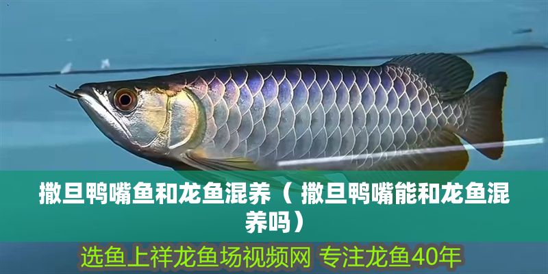 撒旦鴨嘴魚和龍魚混養（ 撒旦鴨嘴能和龍魚混養嗎）